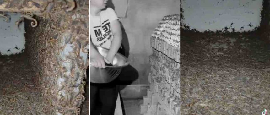 Fearless Man Runs Scorpion Farm, Milks Deadly Creatures for ₦30bn Venom