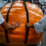 Why can pumpkins grow so large, but blueberries can’t?