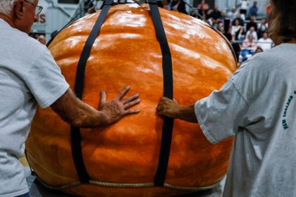 Why can pumpkins grow so large, but blueberries can’t?