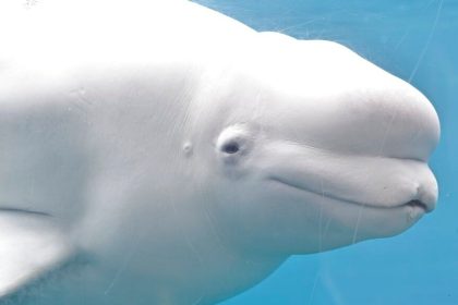 Canada’s Marineland ‘threatens to euthanise 30 beluga whales’ in row with government | World News