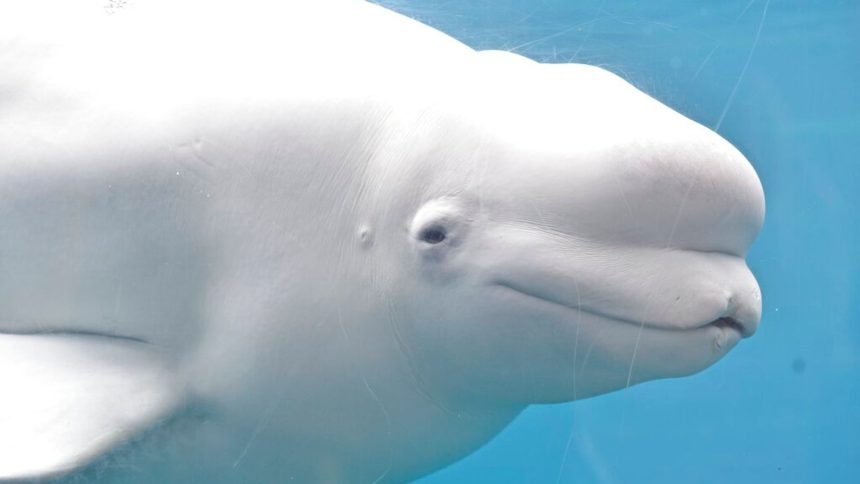 Canada’s Marineland ‘threatens to euthanise 30 beluga whales’ in row with government | World News