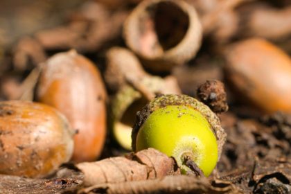 Why hot weather has triggered ‘mast year’ with big crop of acorns, conkers and berries | Science, Climate & Tech News
