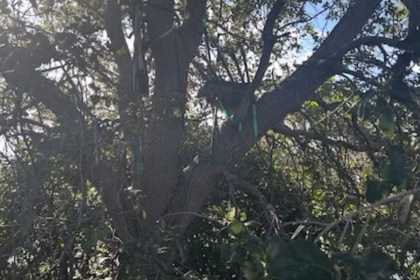 FBI investigating ‘suspicious’ hunting stand with sightline to Trump’s Air Force One landing zone