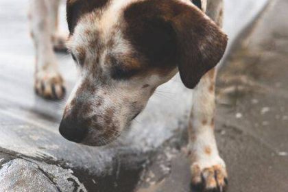 Dog found abandoned on street after being shot in head twice by cruel owner