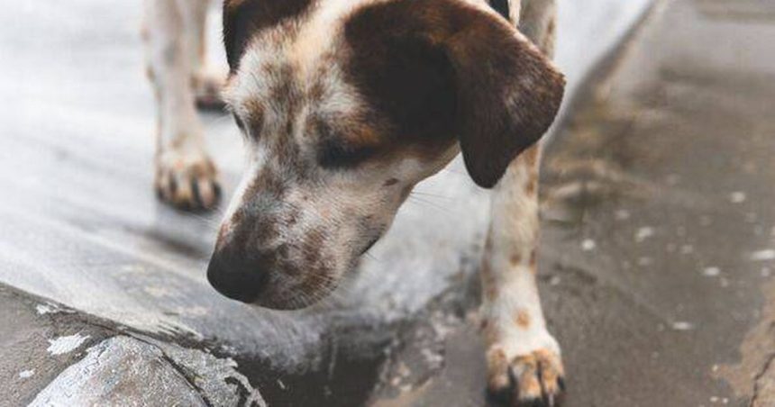 Dog found abandoned on street after being shot in head twice by cruel owner