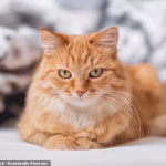 Cat owner is fined £1,100 after her pet ‘trespasses’ into her neighbour’s garden in France