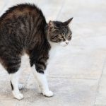 ‘My foster cat hates being around me but 1 song changed everything’