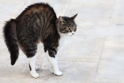 ‘My foster cat hates being around me but 1 song changed everything’