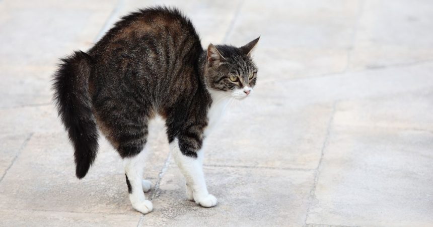 ‘My foster cat hates being around me but 1 song changed everything’