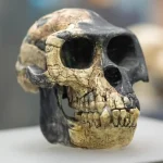 We Were Not Alone: Earliest Humans Lived Beside Australopithecus, Fossils Reveal