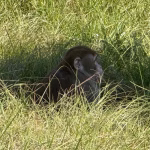 Mississippi woman kills monkey that escaped from overturned truck outside her home: ‘I did what any other mother would do’