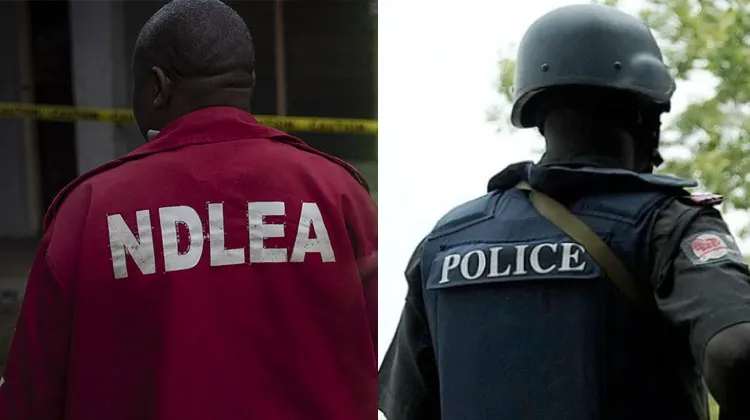 NDLEA intercepts large consignments in 7 states, arrests over 15 suspects