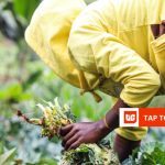 Kenya’s Farm to Feed raises .5 million seed funding