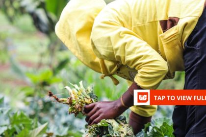 Kenya’s Farm to Feed raises .5 million seed funding