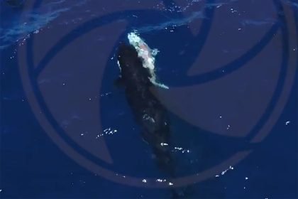 Orcas Filmed Hunting Great White Sharks and Eating Their Livers