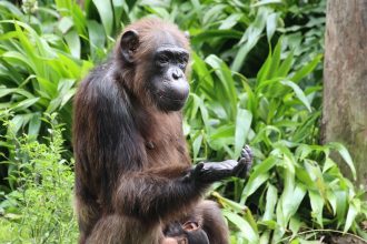 Chimps ‘think about thinking’ in order to weigh evidence and plan their actions, new research suggests