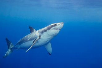 Which animals are tricked by optical illusions?