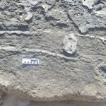 First of its kind ‘butt drag fossil’ discovered in South Africa — and it was left by a fuzzy elephant relative 126,000 years ago