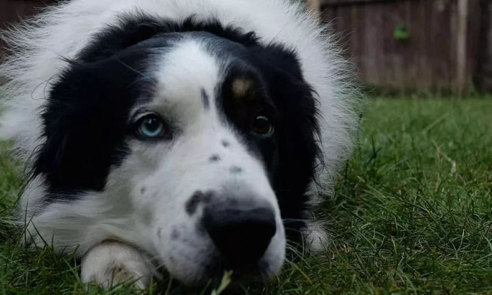 ‘Our Border Collie hates baths – I discovered a brilliant solution to keep him fresh’