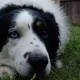 ‘Our Border Collie hates baths – I discovered a brilliant solution to keep him fresh’