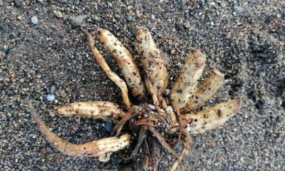 Major warning issued as lethal plant that 'can kill in hours' washes up on UK beach