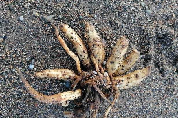 Major warning issued as lethal plant that 'can kill in hours' washes up on UK beach