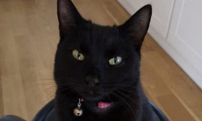 ‘Christmas miracle’ as cat reunited with owners after vanishing five years ago