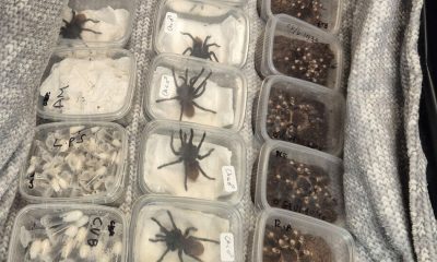 Grim photos show seized tarantulas and lovebirds being smuggled into UK