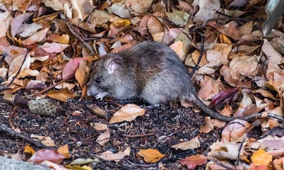 The monogamy ‘league table’ for the animal kingdom: Deer mice and wild dogs top the list…while humans are 7th in the rankings