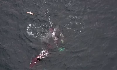 Fin dining! How orca and dolphins team up to hunt salmon… and then EAT together
