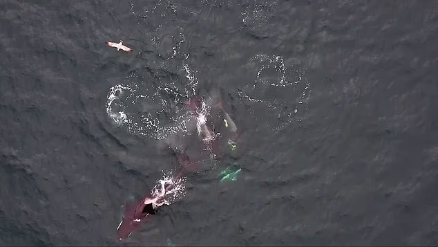 Fin dining! How orca and dolphins team up to hunt salmon… and then EAT together