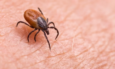 US military under investigation over claims it weaponized ticks to spread insidious disease