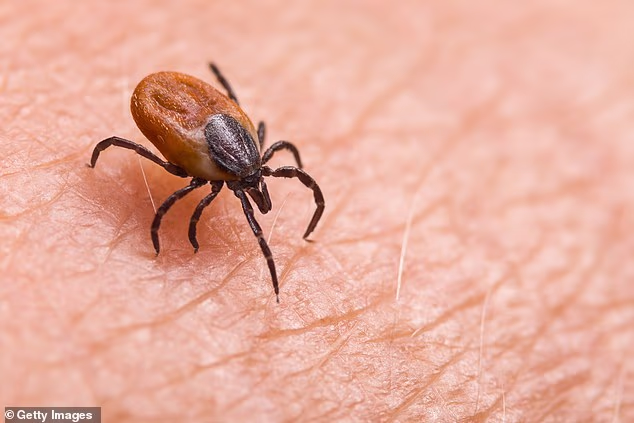 US military under investigation over claims it weaponized ticks to spread insidious disease