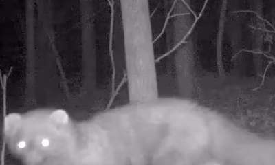 Predator that hasn’t been spotted in Midwest state for over 100 years is suddenly caught on wildlife camera
