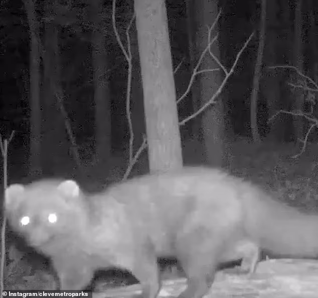 Predator that hasn’t been spotted in Midwest state for over 100 years is suddenly caught on wildlife camera