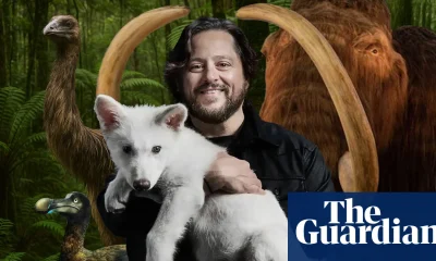 ‘They didn’t de-extinct anything’: can Colossal’s genetically engineered animals ever be the real thing? | Extinct wildlife