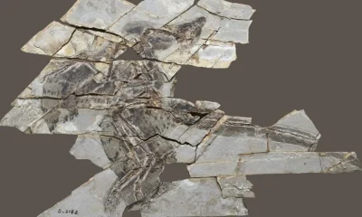 Feathered Dinosaurs That Didn’t Fly Challenge Long-Held Ideas About Wing Evolution