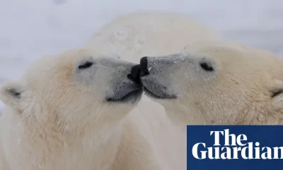 Changes to polar bear DNA could help them adapt to global heating, study finds | Wildlife