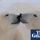 Changes to polar bear DNA could help them adapt to global heating, study finds | Wildlife