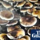 Conservative and Christian? US right champions psychedelic drugs | US news