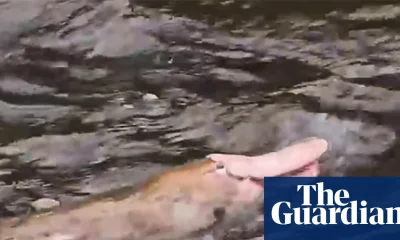 Pink platypus spotted in Gippsland is cute – but don’t get too excited | Victoria