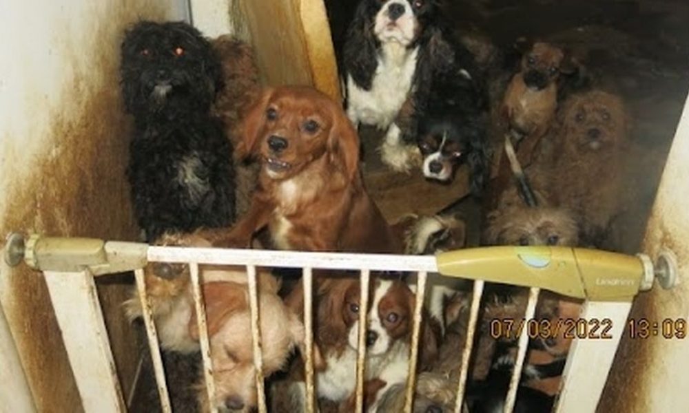 Cruel puppy farming that keeps breeding dogs in dire conditions to be banned