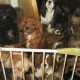 Cruel puppy farming that keeps breeding dogs in dire conditions to be banned