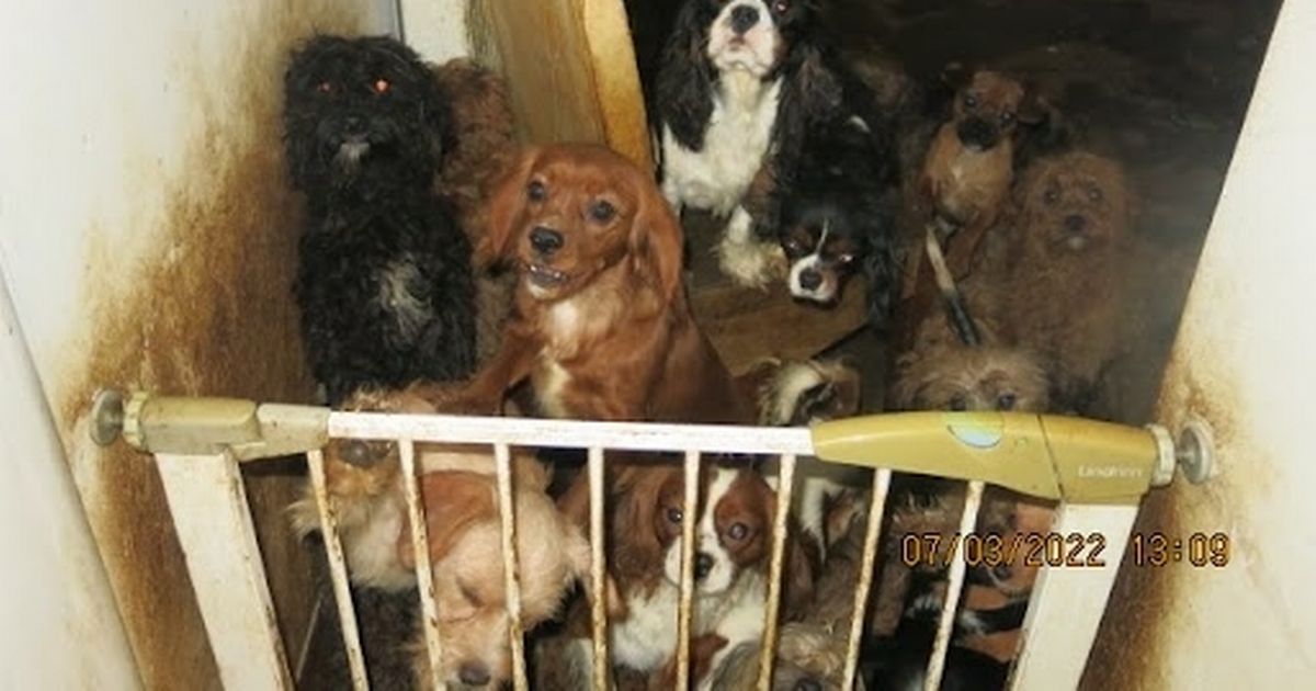 Cruel puppy farming that keeps breeding dogs in dire conditions to be banned