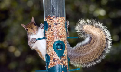 The RSPB’s Big Garden Birdwatch is about to start. But how safe is your bird feeder?