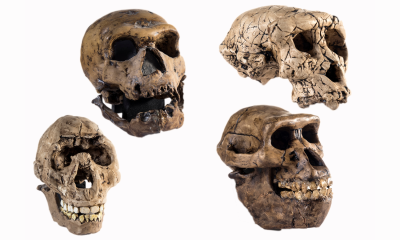 Scientists claim ‘Lucy’ may not be our direct ancestor after all, stoking fierce debate