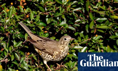 ‘It brings you closer to the natural world’: the rise of the Merlin birdsong identifying app | Birds