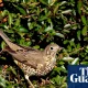 ‘It brings you closer to the natural world’: the rise of the Merlin birdsong identifying app | Birds
