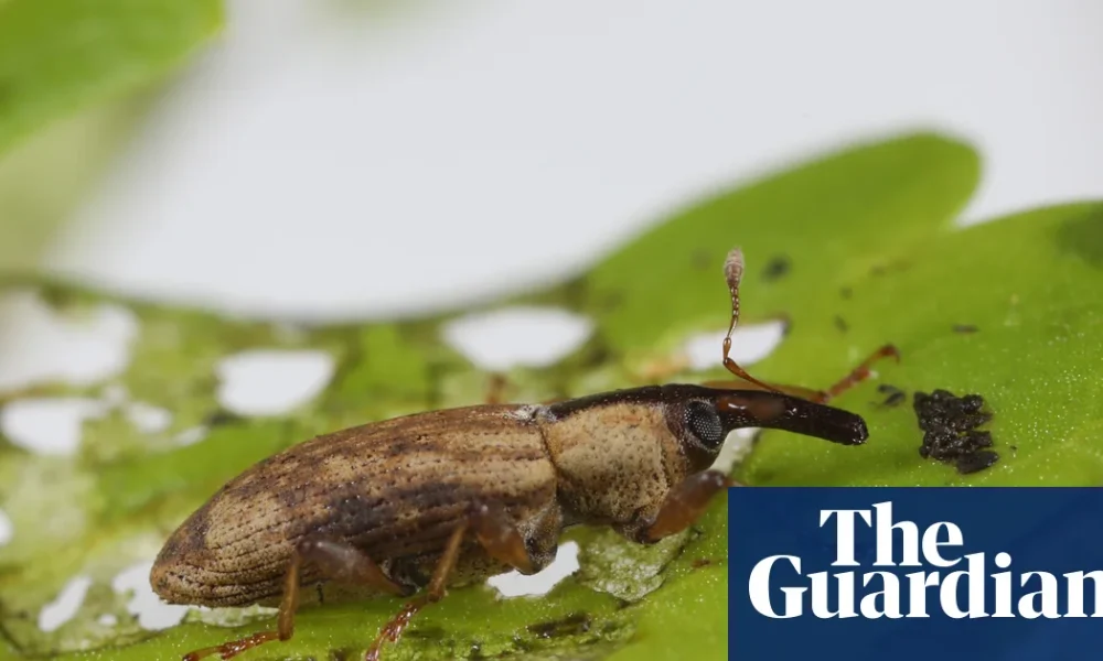 Crayfish, weevils and fungi released in UK to tackle invasive species such as Japanese knotweed | Invasive species