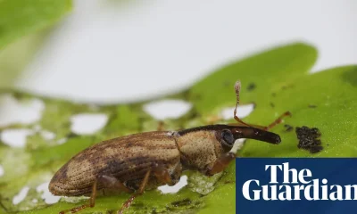 Crayfish, weevils and fungi released in UK to tackle invasive species such as Japanese knotweed | Invasive species